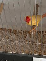 Gele binzen astrildes, Dieren en Toebehoren, Vogels | Overige Vogels, Meerdere dieren