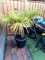 Palmboom, Ophalen, Bloeit niet, Overige soorten, Volle zon