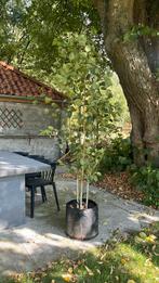 Himalaya berk meerstammig (Betula utulis Jacquimontii), Ophalen, Overige soorten