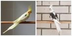 Schitterend bewezen kweekkoppel valkparkieten, Dieren en Toebehoren, Vogels | Parkieten en Papegaaien, Meerdere dieren, Parkiet