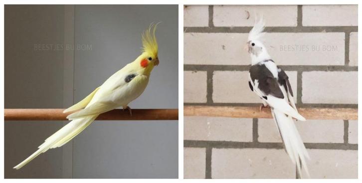 Schitterend bewezen kweekkoppel valkparkieten, Dieren en Toebehoren, Vogels | Parkieten en Papegaaien, Parkiet, Meerdere dieren