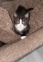 1 kitten (mannetje), Dieren en Toebehoren, Katten en Kittens | Raskatten | Korthaar, Kater, Ontwormd
