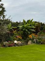 Winterharde bananen planten, Tuin en Terras, Planten | Tuinplanten, Ophalen of Verzenden, Zomer, Overige soorten, Halfschaduw