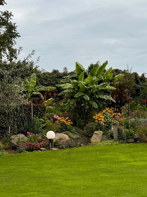 Winterharde bananen planten, Tuin en Terras, Planten | Tuinplanten, Overige soorten, Halfschaduw, Zomer, Ophalen of Verzenden