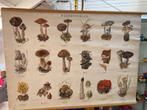 Schoolkaart Paddestoelen, Antiek en Kunst, Ophalen, Natuur en Biologie