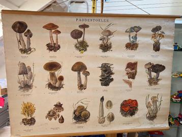 Schoolkaart Paddestoelen beschikbaar voor biedingen
