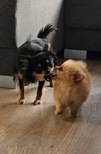 Pomeriaan x pomchi nog 1 pup mag naar een nieuw huisje!, Dieren en Toebehoren, Honden | Chihuahua's en Gezelschapshonden, CDV (hondenziekte)