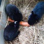 Lieve jonge zwarte konijntjes, Augustus, Geslacht onbekend
