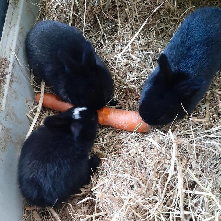 Lieve jonge zwarte konijntjes, Dieren en Toebehoren, Knaagdieren, Geslacht onbekend, Augustus