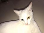 Witte Turkse van met 2 verschillende kleur ogen (vrouwtje), Dieren en Toebehoren, Katten en Kittens | Overige Katten, Kortharig