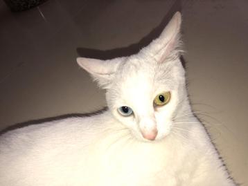 Witte Turkse van met 2 verschillende kleur ogen (vrouwtje)