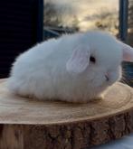 Raszuiver Minilop rammetje, Dieren en Toebehoren, Konijnen, Mannelijk, Dwerg, Hangoor, 0 tot 2 jaar