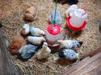Haantjes nog 4 beschikbaar, Dieren en Toebehoren, Pluimvee, Mannelijk, Kip