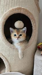 Munchkin Kater, Kater, 0 tot 2 jaar