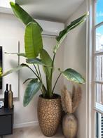 Strelitzia Nicolai (paradijsvogel plant) incl pot, Ophalen, Overige soorten, Halfschaduw, In pot