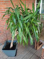 Palmlelie., Tuin en Terras, Planten | Tuinplanten, Ophalen, Overige soorten, Halfschaduw