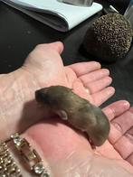 Baby dwerg ratten, Dieren en Toebehoren, Knaagdieren, Rat, Geslacht onbekend, Januari, Tam