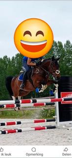 Super lieve 7 jarige d pony 1.47, Dieren en Toebehoren, Paarden, Ruin, Recreatiepaard