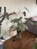 Kamerplant 1.30 hoog, Overige soorten, Minder dan 100 cm, Ophalen of Verzenden, Halfschaduw