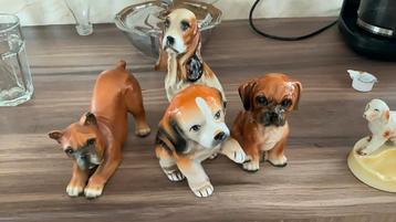 Honden beelden beschikbaar voor biedingen