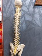Anatomisch model van een ruggengraat, Diversen, Schoolbenodigdheden, Ophalen, Gebruikt, Onbekend, Onbekend