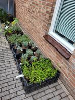 Restpartij tuinplanten, Tuin en Terras, Planten | Tuinplanten, Ophalen, Zomer, Overige soorten, Halfschaduw