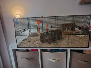 Hamster/rat/Muis hok. beschikbaar voor biedingen