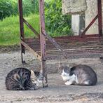 Poezen en katers aangeboden, Dieren en Toebehoren, Katten en Kittens | Overige Katten, Meerdere dieren