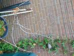 vijgenboompjes, Ophalen, Volle zon, Vijgenboom, 100 tot 250 cm