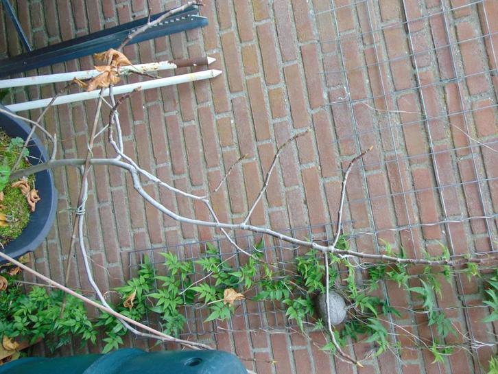 vijgenboompjes, Tuin en Terras, Planten | Fruitbomen, Vijgenboom, 100 tot 250 cm, Volle zon, Zomer, Ophalen