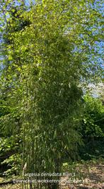 Fargesia den. Xian-1: nieuwe niet woekerende bamboe, Tuin en Terras, Bamboe, Struik, Ophalen, 250 cm of meer