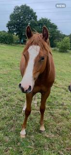 Paint horse merrie, Dieren en Toebehoren, Paarden, Merrie, Westernpaard, Gechipt, 0 tot 2 jaar