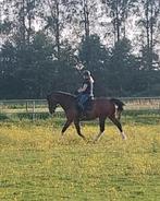 Hulp gezocht op wedstrijden, Diensten en Vakmensen, Dieren | Paarden | Verzorging, Oppas en Les