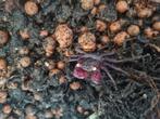 Paars vampierkrabben  - geosesarma, Dieren en Toebehoren, Reptielen en Amfibieën, Slang