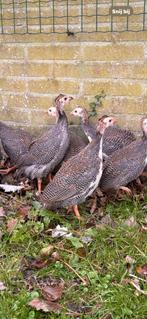 Mooi koppeltje jonge parelhoenders, Dieren en Toebehoren, Meerdere dieren, Overige soorten