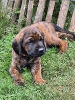 labrador kruising beierse bergzweethond, Dieren en Toebehoren, Honden | Retrievers, Spaniëls en Waterhonden, Rabiës (hondsdolheid)