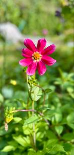 Dahlia 52, Ophalen, Overige soorten, Volle zon