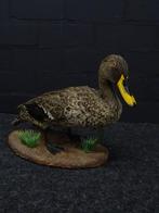 Geelsnavel eend - Taxidermie wandmontage - Opgezette dieren., Ophalen of Verzenden, Vogel, Opgezet dier