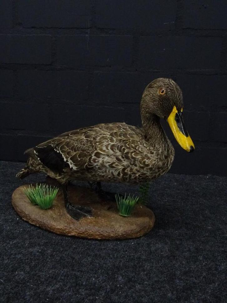 Geelsnavel eend - Taxidermie wandmontage - Opgezette dieren., Verzamelen, Dierenverzamelingen, Opgezet dier, Vogel, Ophalen of Verzenden