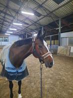 Lieve brave allround E-pony te koop, merrie 12 jaar, Dieren en Toebehoren, Pony's, Merrie, Recreatiepony, 11 jaar of ouder