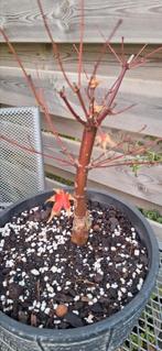 Japanse esdoorn bonsai, Tuin en Terras, Ophalen of Verzenden, Bloeit niet, Overige soorten, Halfschaduw