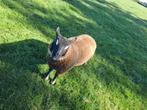 Dekram, Mannelijk, Schaap, 0 tot 2 jaar