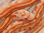Rattenslang- pantherophis guttata, Dieren en Toebehoren, Reptielen en Amfibieën, Slang, Tam, 0 tot 2 jaar
