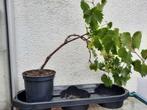 Groene ( witte) druif, Tuin en Terras, Ophalen, Minder dan 100 cm, Overige soorten, Zomer