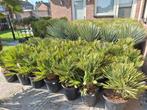 Chamaerops humilis vulcano, dwergpalm, palmboom, Tuin en Terras, Ophalen, Palmboom