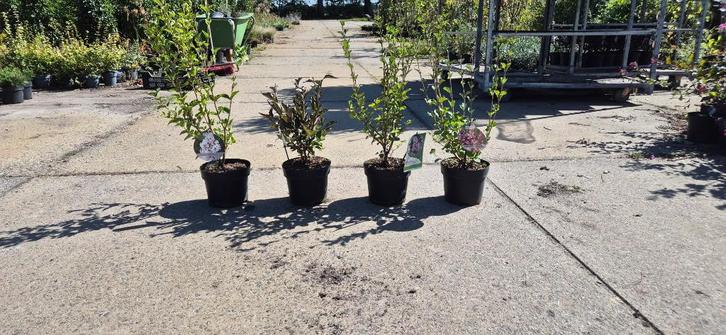 Syringa in soorten, Tuin en Terras, Planten | Tuinplanten, Vaste plant, Overige soorten, Volle zon, Bloeit niet, Ophalen