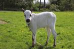 mini zeboe kalfje(s), Dieren en Toebehoren, Runderen, Meerdere dieren, 0 tot 2 jaar