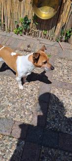 Jacky de jack Russel reu, Dieren en Toebehoren, Honden | Jack Russells en Terriërs, 6 jaar of ouder, België, Particulier, Jack Russell Terriër