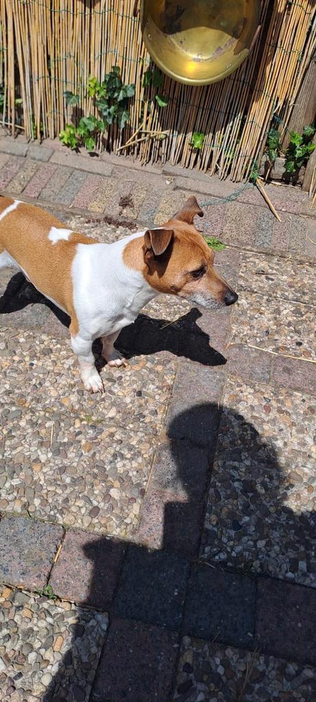 Jacky de jack Russel reu, Dieren en Toebehoren, Honden | Jack Russells en Terriërs, Reu, Jack Russell Terriër, Particulier, Eén hond