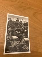 Oude ansichtkaart: Geiten in Berner Oberland, Verzenden, Voor 1920, Gelopen